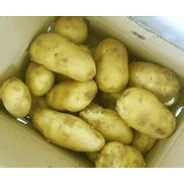 Von China-Kartoffel-großer Qualitäts-heißer Verkauf